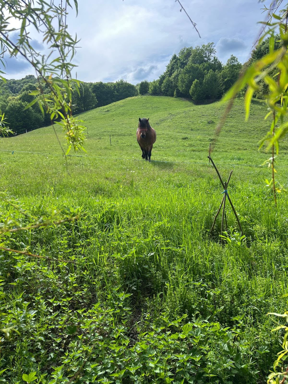 Natură și liniște